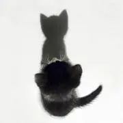 ちゃーの画像