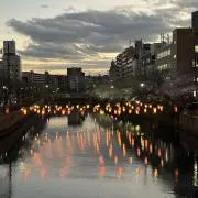 チョウの画像
