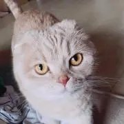 きな粉