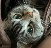 なえきちの画像