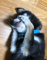 shiba 4ko