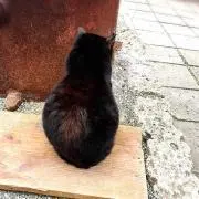 Nutsche