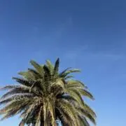 mimiの画像