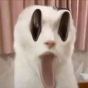 けーぼーの画像
