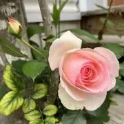 駱駝ーなの画像