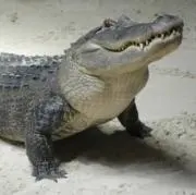 やまぴーの画像