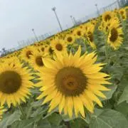 ゆたの画像