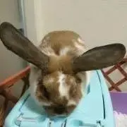ユウチュウの画像