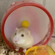 すももの画像