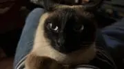 tghani