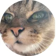 ぴぱの画像