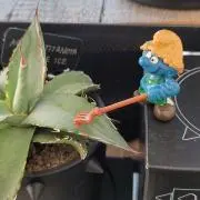 直接引取Plant□フィカス・ジャンボリーフ/ベンジャミナ/観葉植物