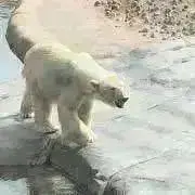 ちゃんまの画像