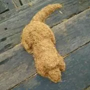 プッチの画像