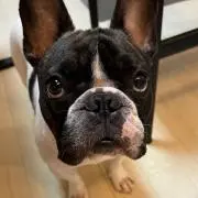 ビオラ