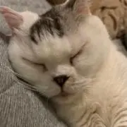 はるとび
