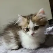 黒ちゃま