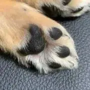 くまの画像