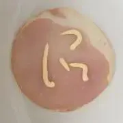 ヤマジロウの画像