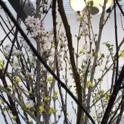 わさんぼんの画像