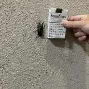とおるの画像