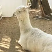 CHOMEZOの画像