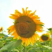 ナルナル
