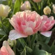 花咲麻子✴︎摘みたて花束✴︎プロフ確認！の画像
