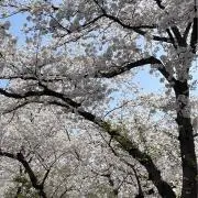 みゆの画像
