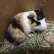 みそかつ