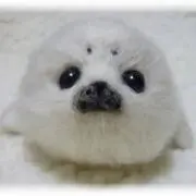 ごまふあざらしの画像