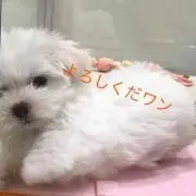 makohana (要プロフィール確認)の画像