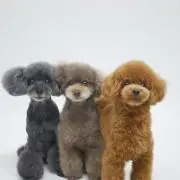 ぽちゃっこの画像