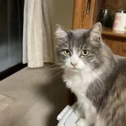 まんたの画像