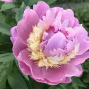 ゆめ
