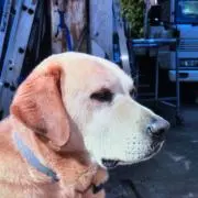 gの画像