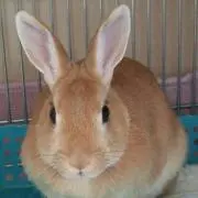 Aki