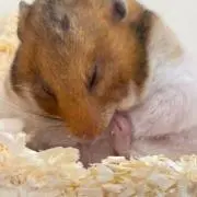 なんの画像