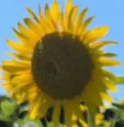 小森
