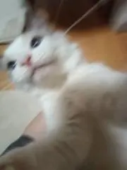 ゆき・お値下げしてませんm(__)mの画像