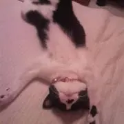 さるモナカの画像