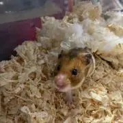 あゆゆ