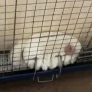 Yの画像
