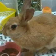 ヒロ