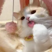 うめしゅ＊°