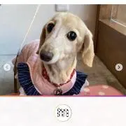チャボりーまんの画像