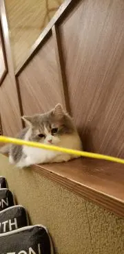 えみえみ