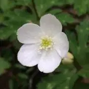 まなの画像