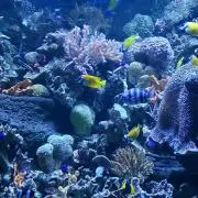 ズィッピー