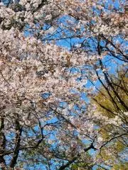 琥珀 プロフィールご覧くださいの画像